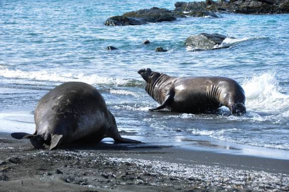 Elefante-marinho corre para afujentar um rival na praia de Gold Harbour, na Geórgia do Sul
